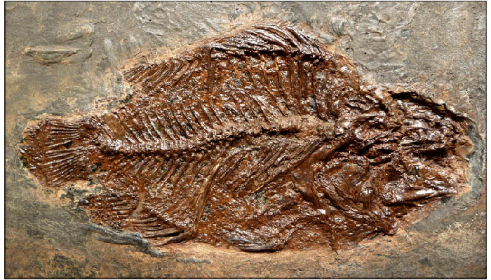 DinosaursExtinct LifeExtinctionPrehistoric AnimalsThe Dinosaur Fan