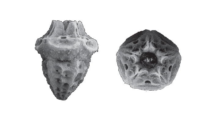 DinosaursExtinct LifeExtinctionPrehistoric AnimalsThe Dinosaur Fan