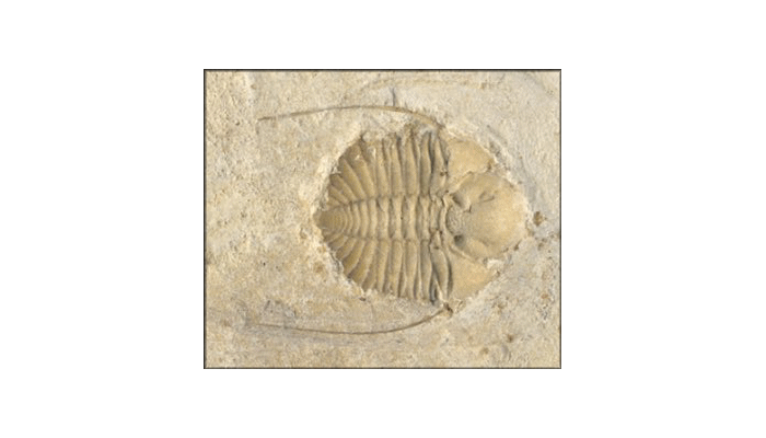 DinosaursExtinct LifeExtinctionPrehistoric AnimalsThe Dinosaur Fan