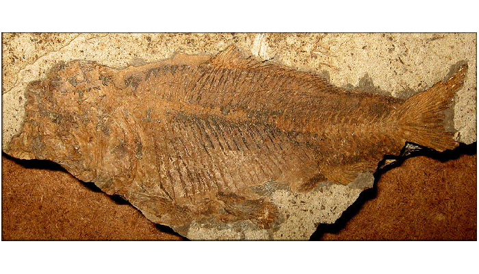 DinosaursExtinct LifeExtinctionPrehistoric AnimalsThe Dinosaur Fan