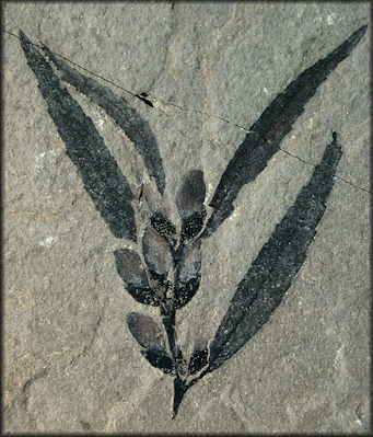 DinosaursExtinct LifeExtinctionPrehistoric AnimalsThe Dinosaur Fan