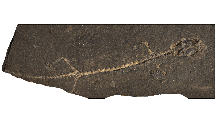 DinosaursExtinct LifeExtinctionPrehistoric AnimalsThe Dinosaur Fan