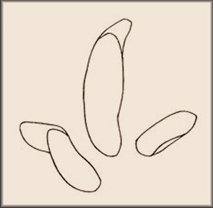 DinosaursExtinct LifeExtinctionPrehistoric AnimalsThe Dinosaur Fan