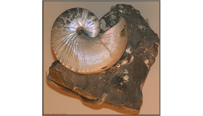 DinosaursExtinct LifeExtinctionPrehistoric AnimalsThe Dinosaur Fan