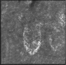 DinosaursExtinct LifeExtinctionPrehistoric AnimalsThe Dinosaur Fan