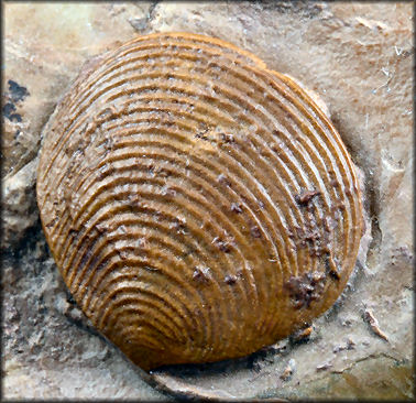 DinosaursExtinct LifeExtinctionPrehistoric AnimalsThe Dinosaur Fan