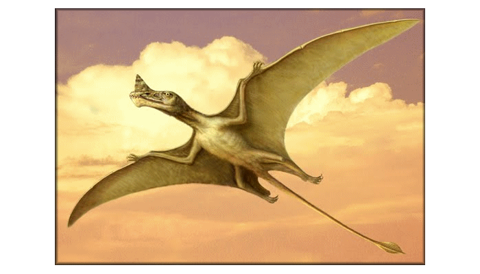 raeticodactylus