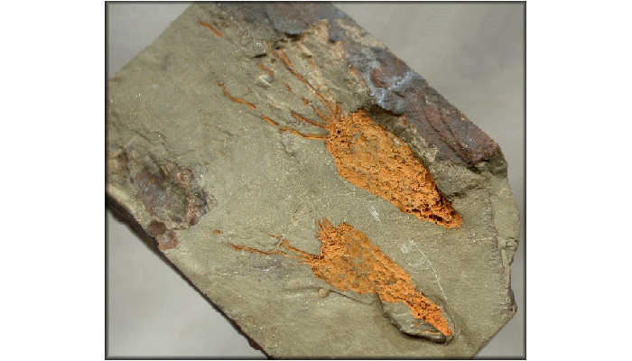 DinosaursExtinct LifeExtinctionPrehistoric AnimalsThe Dinosaur Fan