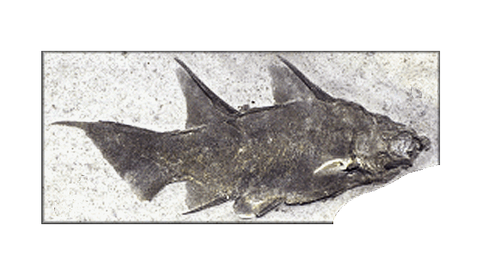 DinosaursExtinct LifeExtinctionPrehistoric AnimalsThe Dinosaur Fan