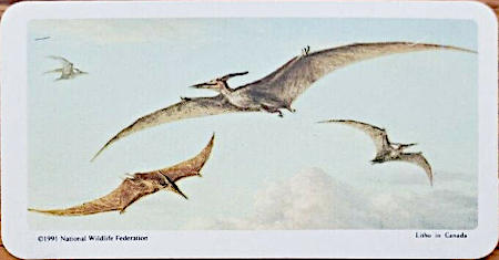 Tons of Pterosaurs - NWF