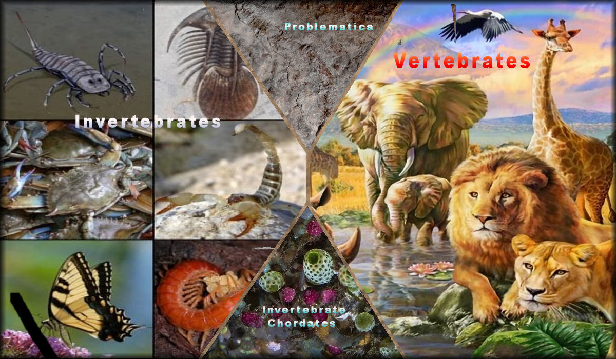 Animals including Ctenophora, Placozoa, Porifera, Bilateria, Cnidaria, Prehistoric Invertebrate Phyla, and Problematica.