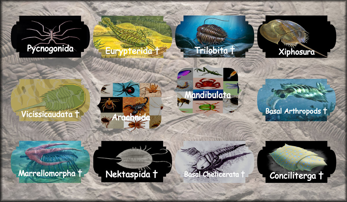 Insects, crustaceans (e.g., slaters, prawn and crabs), arachnids (e.g., spiders, mites and scorpions), myriapods (e.g., centipedes and millipedes), etc.