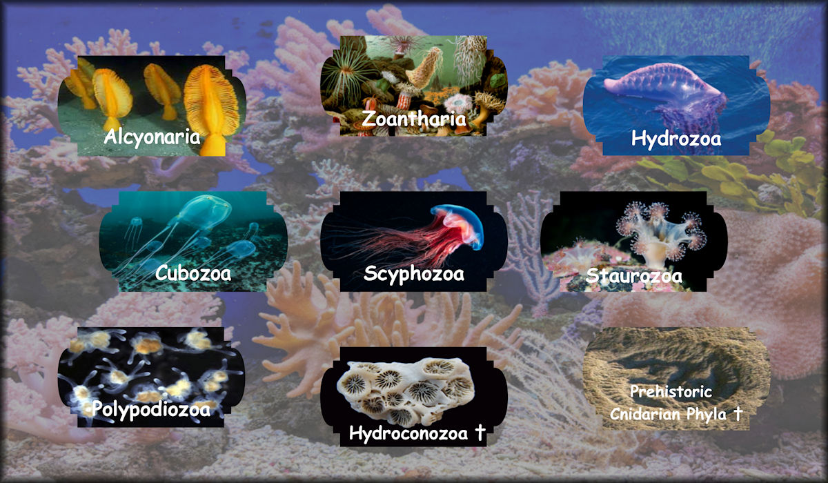 Cnidaria including Alcyonaria, Zoantharia, Hydrozoa, Cubozoa, Scyphozoa, Staurozoa, Polypodiozoa, Hydroconozoa, and Prehistoric Cnidarian Phyla.