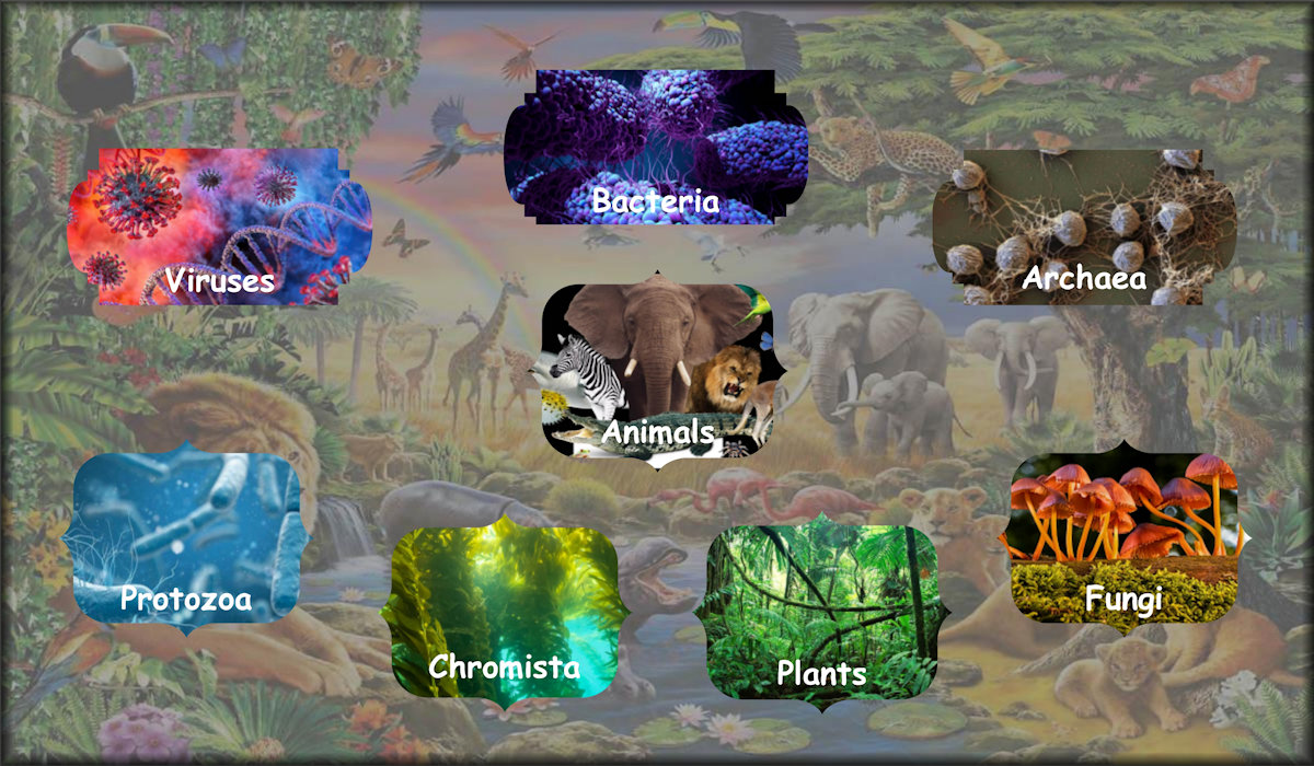 Family Tree including animals, viruses, bacteria, archaea, protozoa, chromista, plants, and fungi.
