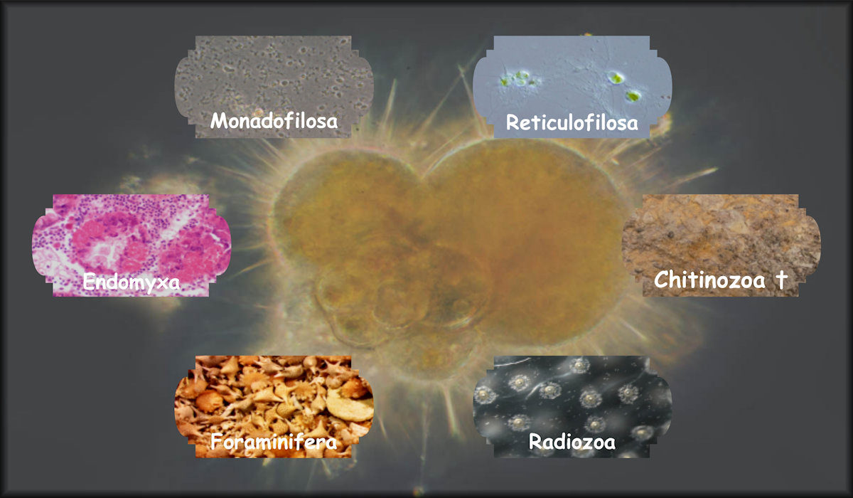 Rhizaria including Monadofilosa, Reticulofilosa, Endomyxa, Chitinozoa, Foraminifera, and Radiozoa.