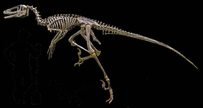 dakotaraptor skeleton
