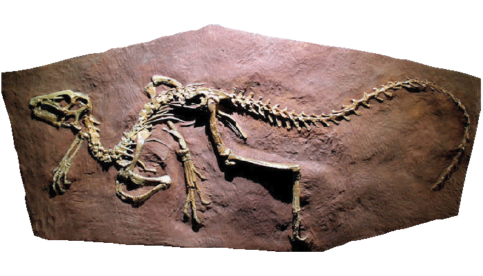 Fossil marca wikipedia clearance