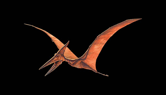 Why Pterosaurs Were the Weirdest Wonders on Wings