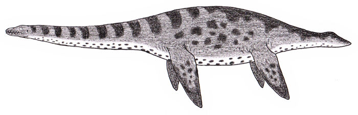 Trivalidus Images and collectibles of living & extinct animals