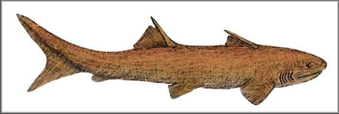 Images and collectibles of living & extinct animals