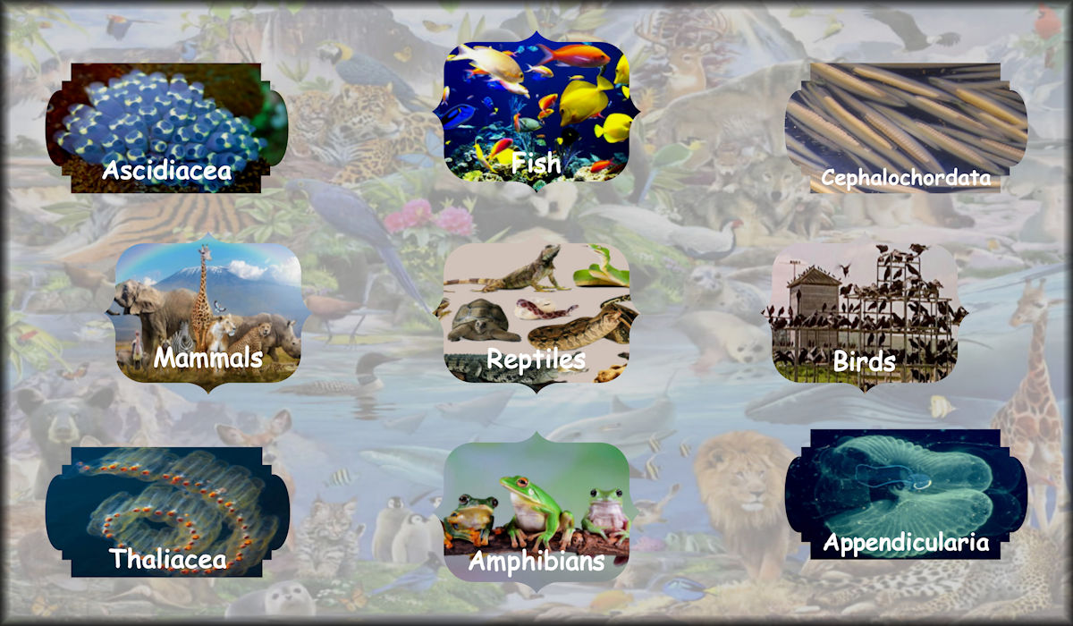 Chordate animals including Ascidiacea, Fish, Cephalochordata, Mammals, Reptiles, Birds, Thaliacea, Amphibians, and Appendicularia.