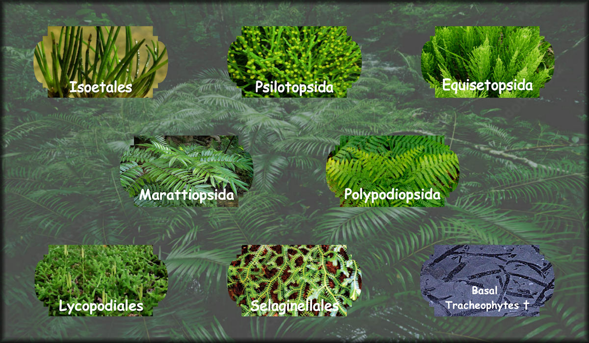 visual-family-tree-of-seedless-plant-life